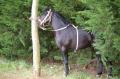 Le Maroc fete son Moussem a Evry-Bondoufle  - Les chevaux marocains Les Chevaux Marocains 082